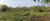 Komodo Dragon (Varanus komodoensis) in a field Rinca Island Indonesia Poster Print (15 x 6)