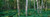 Posterazzi Birch trees in a forest Poster Print, (18 x 6)