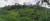 Terraced rice field Bali Indonesia Poster Print (15 x 6)