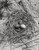 High angle view of three Common Terns eggs in a nest Poster Print (18 x 24)