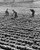Three farmers in a cabbage field Poster Print (18 x 24)