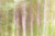Posterazzi Aspen Blur III Poster Print by Kathy Mahan, (12 x 18)