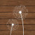 Brown Dandelion III Poster Print by Tamara Robinson (12 x 12)