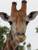 Posterazzi Giraffe Portrait III Poster Print by Dana Underdahl, (18 x 24)