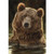 Playful in Water Brown Bear Portrait 18 x 13 Rectangular Screenprint Small Garden Flag