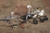 Posterazzi Three generations of Mars rovers Poster Print, (17 x 11)