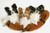 Posterazzi Three Dogs Poster Print, (17 x 11)