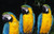 Posterazzi Three Parrots Poster Print, (19 x 12)