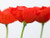 Posterazzi Three red poppies close-up Poster Print by Assaf Frank, (9 x 12)