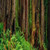 Posterazzi Trees and plants in a forest Prairie Creek Redwoods State Park California USA Poster Print, (6 x 18)
