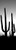 Posterazzi PPI172545 Silhouette Cacti (Carnegiea gigantea) on a Landscape Saguaro National Park Tucson Pima County Arizona USA Poster Print, 6 x 18