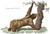 Three-Toed Sloth Historical Etching Poster Print by Science Source (24 x 18)