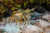 Posterazzi Spiny Lobsters Under an Overhang in Cozumel Mexico Poster Print by Jennifer Idol/Stocktrek Images, (17 x 11), Varies