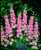 Seeds Delphinium King Salmon Giant Flower Annual Garden Cut Heirloom Ukraine for Planting