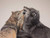 Posterazzi PDXLH1310SMALL Three Wolves Photo Print, 24 x 18, Multi