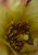 Posterazzi PDXWJTFLO00022SMALL Cholla Bloom VII Photo Print, 18 x 24, Multi
