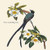 Buyenlarge 0-587-03567-6-G1827 'Fork-Tailed Flycatcher' Giclee Fine Art Print, 18" x 27"