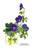 Buyenlarge 0-587-03617-6-P1827 Geranium Grandiflorum Paper Poster, 18" x 27"