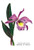 Buyenlarge 0-587-03686-9-P1218 Laelio-Cattleya Empress of Russia Paper Poster, 12" x 18"