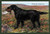 Buyenlarge Black Setter - 16" X 24" Fine Art Giclee Print