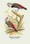 Buyenlarge 0-587-05223-6-P1827 Diamond Sparrow Paper Poster, 18" x 27"