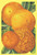 Buyenlarge 0-587-08627-0-P1827 Oranges Paper Poster, 18" x 27"