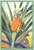 Buyenlarge 0-587-08643-2-G1624 Pineapple Fine Art Giclee Print, 16" x 24"