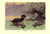 Buyenlarge 0-587-08662-9-P1827 Musk Duck Paper Poster, 18" x 27"
