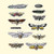 Buyenlarge Insect Study #6-16" X 24" Fine Art Giclee Print
