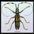Buyenlarge "Beetle: Lamia Tricincta #1" Paper Poster, 18" x 27"