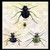 Buyenlarge 0-587-15394-6-P1218 Beetles of Java, France, Cape and Europe #1" Paper Poster, 12" x 18"