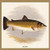Buyenlarge 0-587-15577-9-P1218 Bull Trout Paper Poster, 12" x 18"