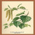 Buyenlarge "Catkin & Leaves of The Birch Paper Poster, 18" x 27"