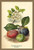 Buyenlarge 0-587-17625-3-G1827 'Flowers and Fruit of a Plum' Giclee Fine Art Print, 18" x 27"