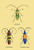 Buyenlarge Beetles: Lamia Ornata, L. Formosa and Desmocerus Cyaneus #2-16" X 24" Fine Art Giclee Print