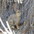 Buyenlarge "Desert Hare Paper Poster, 18" x 27"