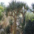 Buyenlarge "Desert Tree Paper Poster, 18" x 27"