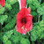 Buyenlarge 0-587-27782-3-P1218 The Red Flower Paper Poster, 12" x 18"
