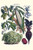 Buyenlarge 0-587-28615-6-P1827 Vegetables; Corn, Cabbage, Beet, Onion, Beans Paper Poster, 18" x 27"