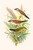 Buyenlarge 0-587-29543-0-G1624 Orange Cheeked Waxbill & Zebra Waxbill Fine Art Giclee Print, 16" x 24"