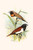 Buyenlarge 0-587-29564-3-G1624 Chestnut Breasted Finch & Three Colored mannikin Fine Art Giclee Print, 16" x 24"