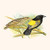 Buyenlarge 0-587-29575-9-G1827 'Yellow Shouldered Weaver' Giclee Fine Art Print, 18" x 27"
