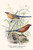 Buyenlarge 0-587-29609-7-G812 Violet-Eared Waxbill (Edition 4702)" Fine Art Giclee Print, 8 x 12
