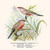 Buyenlarge 0-587-29611-9-G812 Common African Waxbill & St. Helena Waxbill (Edition 4704)" Fine Art Giclee Print, 8 x 12