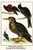 Buyenlarge 0-587-29686-0-G1624 Ultramarine Grosbeak, Woodpecker & Hummingbird Fine Art Giclee Print, 16" x 24"