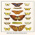 Buyenlarge 0-587-29862-6-G812 Butterflies, Moorland Clouded Yellow, Fine Art Giclee Print, 8 x 12