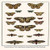 Buyenlarge 0-587-29894-4-G812 Peacock, Emperor Moths, Large Emperor, Spurge Hawkmoth, Privet Hawkmoth Fine Art Giclee Print, 8 x 12