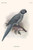 Buyenlarge 0-587-30122-8-G1624 Palaeornis Exsul Fine Art Giclee Print, 16" x 24"