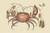 Buyenlarge Land Crab - 18" X 27" Paper Poster. (Edition 12024),