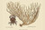 Buyenlarge Red Claw Crab - 12" X 18" Paper Poster. (Edition 7106),